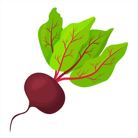 Ripe red beets with green leaves. Card, banner, sticker, poster, print. Vector illustration.のイラスト素材