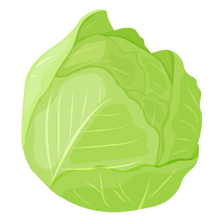 Cabbage. Vegetarian food. Vegetables. Postcard, banner, sticker, poster, print. Vector illustration.のイラスト素材