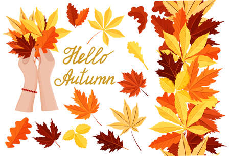 A large set of autumn elements. Leaves, a seamless border and an illustration of women's hands with a bouquet of autumn leaves. Vector isolated on a white background.のイラスト素材