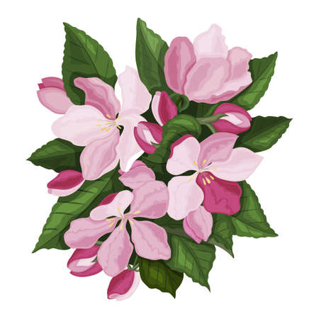 Spring flowers. Pink cherry or apple blossoms and bright juicy leaves. A design element for the design of postcards, banners and websites.のイラスト素材
