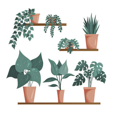Various indoor houseplants isolated on a white background. A set of fashionable indoor plants for the house. Color flat vector illustrationのイラスト素材