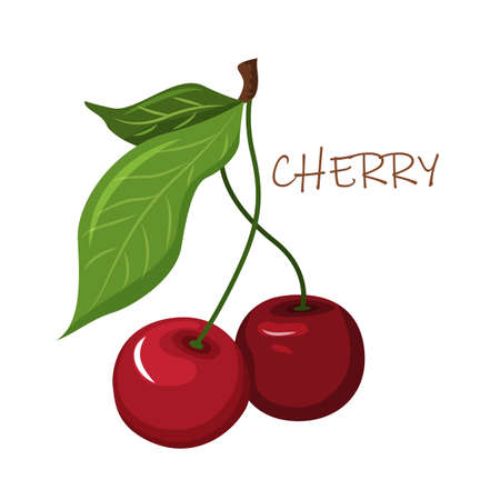 A bright colorful composition with ripe cherry berries. fruit. gardening. vectorのイラスト素材