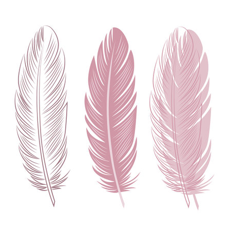 Set of bird feathers. Outline with transparent background, color illustration and combined drawing. Pink color. Vector.のイラスト素材