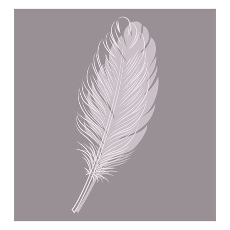 Decorative bird feather on a colored background. Vector.のイラスト素材