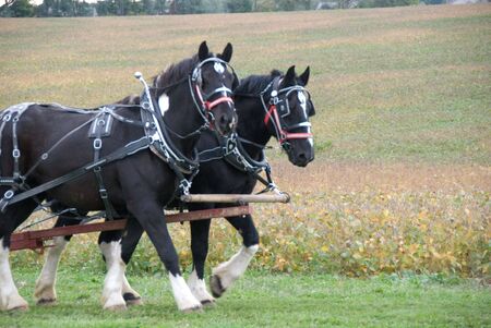 Draft horses pulling cartの写真素材