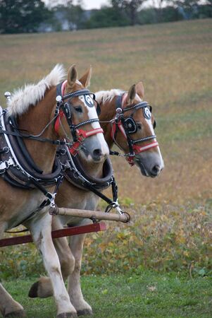 Draft horses pulling cartの写真素材
