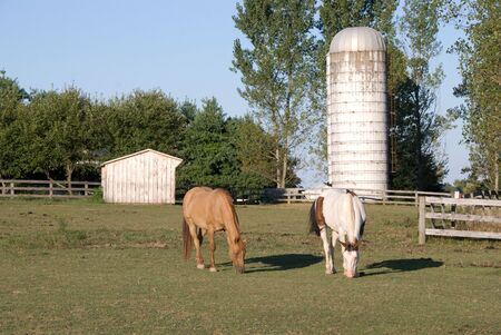 Grazing Horseの写真素材