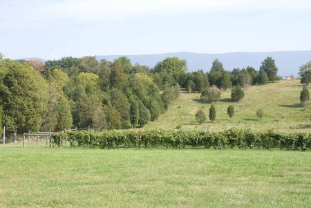 Vineyardの写真素材