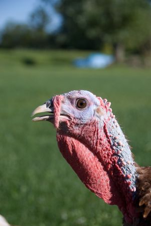 Bourbon Red Turkey, a heritage breed turkeyの写真素材