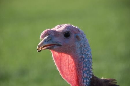 Bourbon Red Turkey, a heritage breed turkeyの写真素材