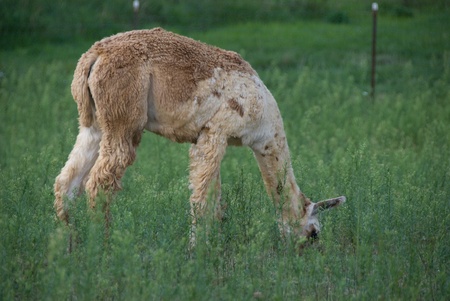 Multi colored suri crazing in pastureの写真素材