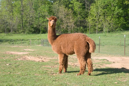 Brown alpaca looking back over shoulder at cameraの写真素材
