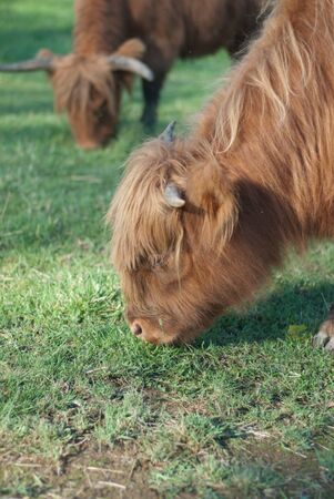 Highland Cow