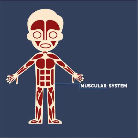 muscular systemのイラスト素材