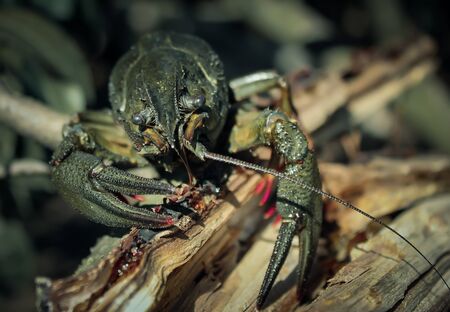 Cancerの写真素材