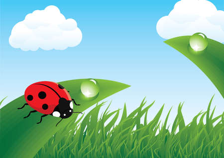 Ladybug on grassのイラスト素材