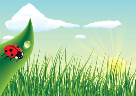 Ladybug sitting on the grassのイラスト素材