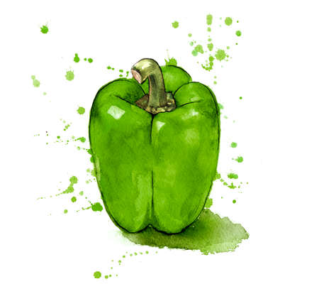 Green Pepper, hand painted with watercoloursの写真素材