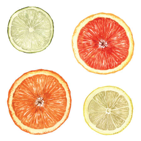 Hand painted citrus fruit slices.の写真素材
