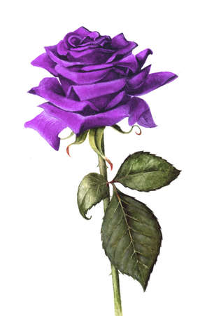 Hand painted single purple roseの写真素材