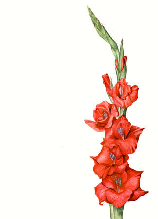 Hand painted botanical illustration - red gladiola flowerの写真素材