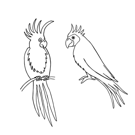 Vector illustration of parrot outline based on hand draw sketch. Organic contour. Isolated on white. Great choice for t-shirt design, infographic, web-design, stickers, banners, coloring book etc.のイラスト素材