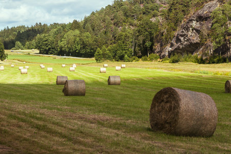 Hay bales in field with mountain backdrop, amidst natural landscapeの写真素材