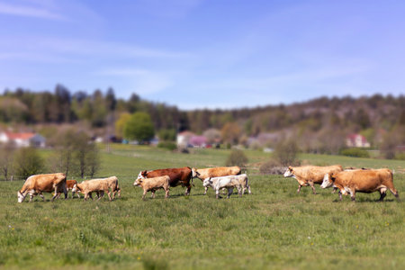 A peaceful image of a pasture with a herd of cows grazing on a sunny day in the countrysideの写真素材