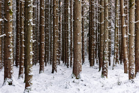 Winter Forest A Picturesque Landscape with Beautiful SnowCovered Trees in Tranquil Setting