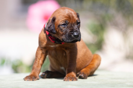 An Adorable Brown Puppy Sitting Outdoors in Beautiful Natural Light on a Lovely Dayの写真素材