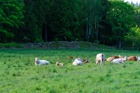 A Large Group of Cattle Grazing Happily in the Lush and Thriving Green Pasture Setting of Natureの写真素材