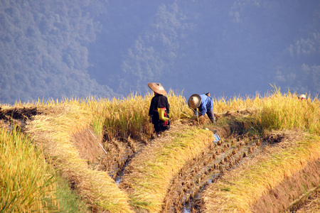 Longji rice terrace ping an, Guangxi, Chinaの写真素材