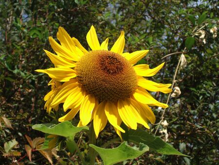 Sunflower greets the sunの写真素材