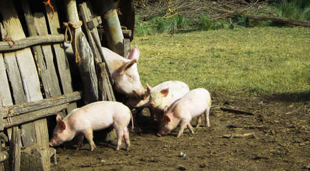 Pigsの写真素材