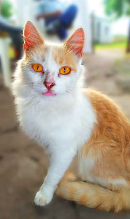 Catの写真素材