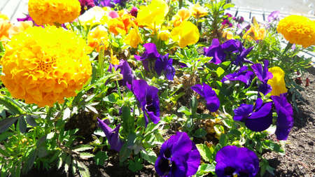 Springの写真素材
