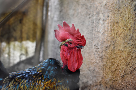 rooster portrait inside the henhouse