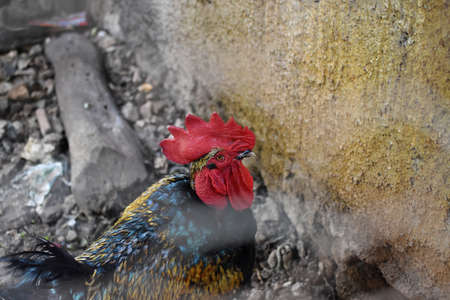 Domestic rooster inside the henhouseの写真素材
