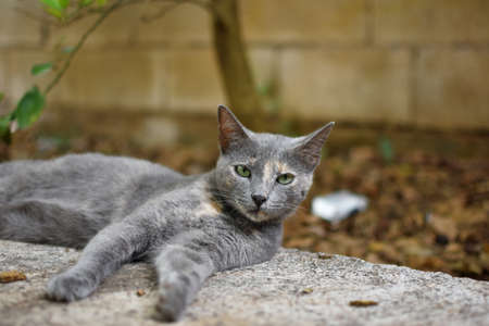cute gray cat lying lookingの写真素材