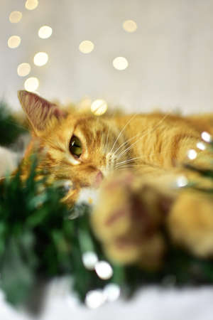 Cute kitten on christmas decorationの写真素材