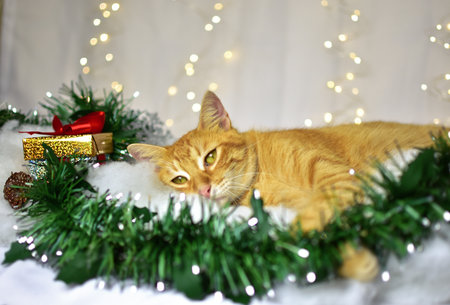 Cute kitten on christmas decorationの写真素材