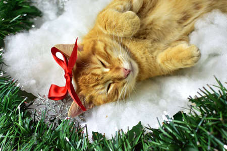 Cute kitten on christmas decorationの写真素材
