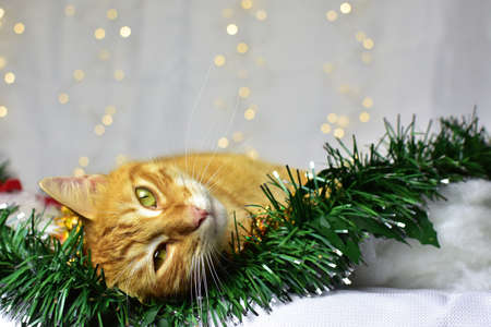 Cute kitten on christmas decorationの写真素材