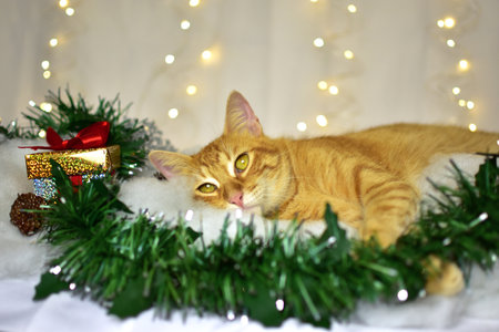 Cute kitten on christmas decorationの写真素材