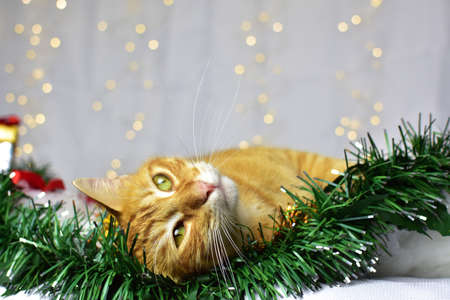Cute kitten on christmas decorationの写真素材