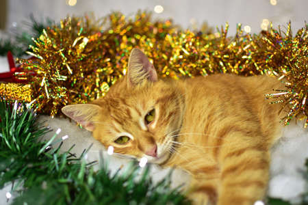 Cute kitten on christmas decorationの写真素材