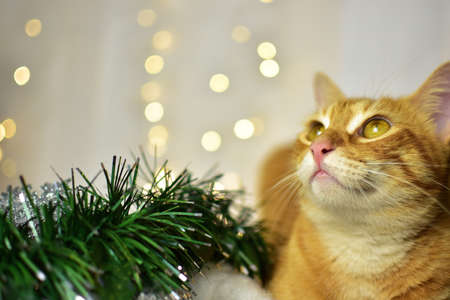 Cute kitten on christmas decorationの写真素材