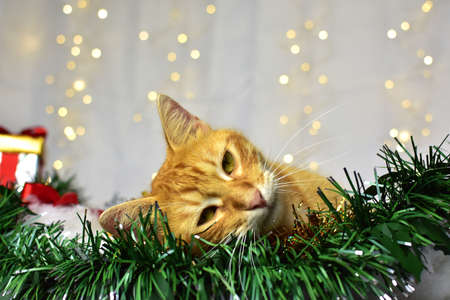 Cute kitten on christmas decorationの写真素材