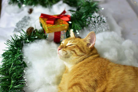 Cute kitten on christmas decorationの写真素材
