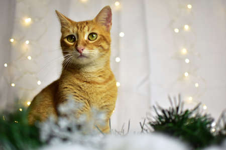 Cute kitten on christmas decorationの写真素材